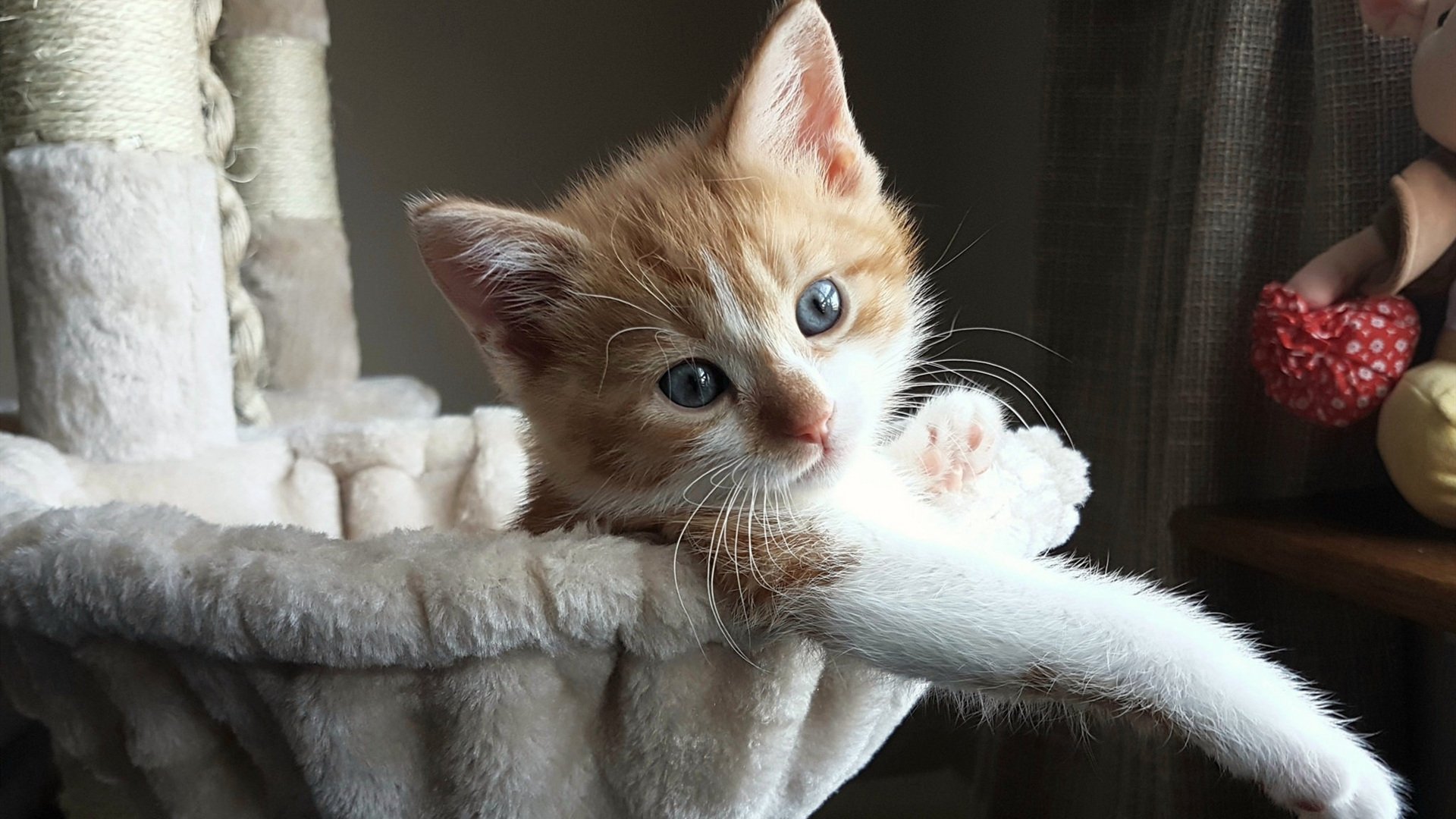 中国香港乒乓球未来发展:如何从本土赛场走向世界舞台,香港 乒乓球