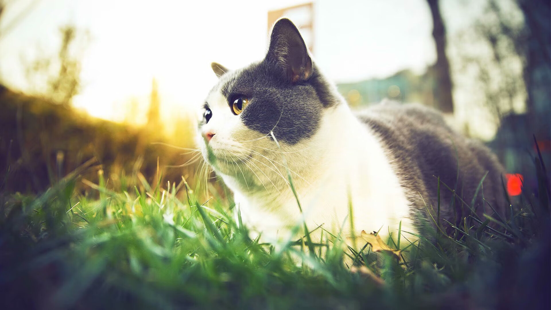 五大联赛冬窗引援对球队伤病恢复贡献率，足坛冬窗什么时候开始