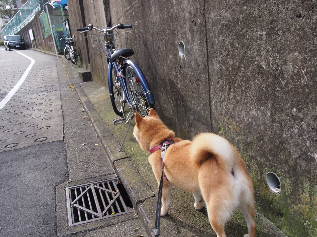 自由泳200米史密斯激烈拼搏夺银，自由泳200米比赛视频