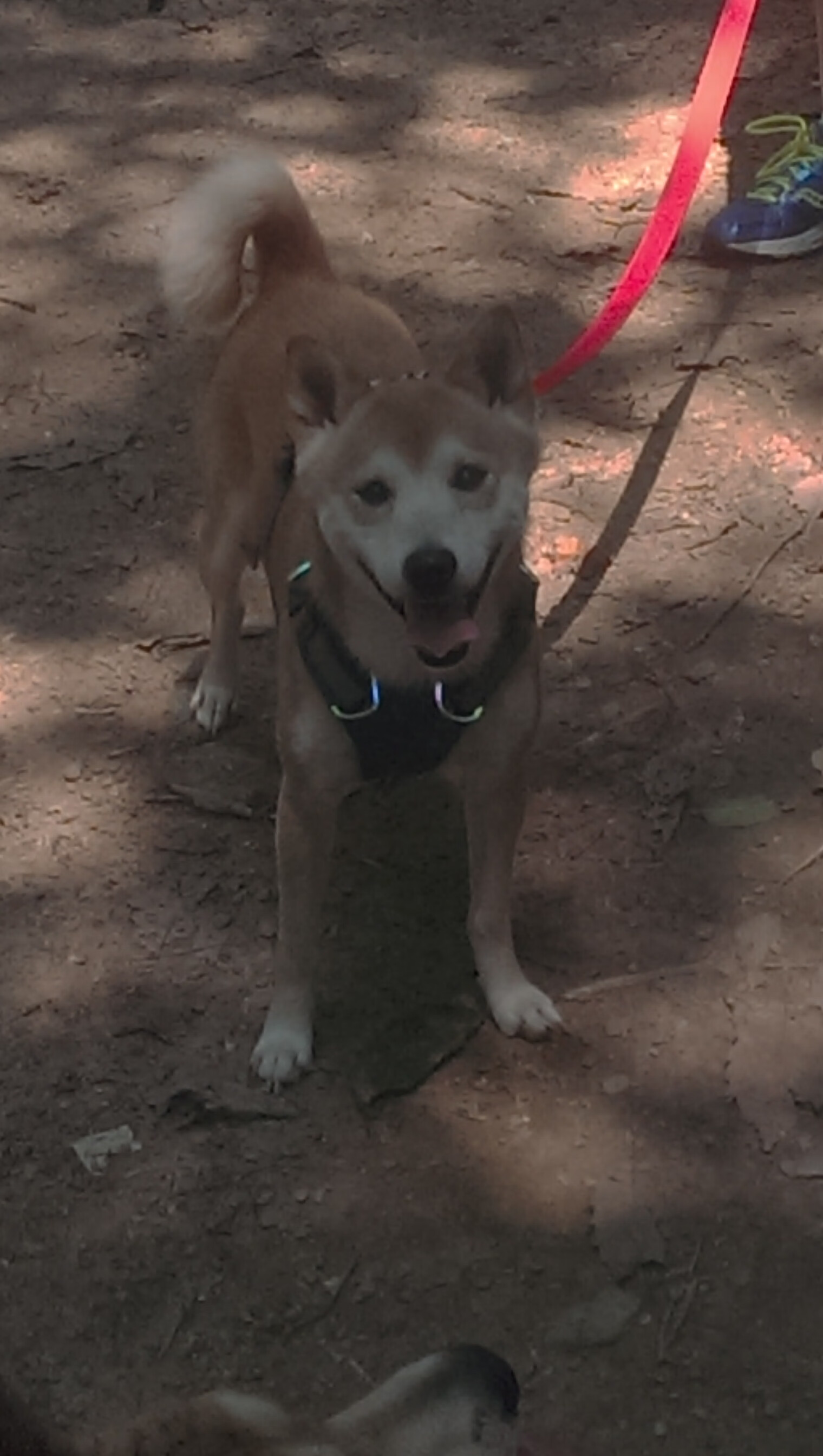 自由泳200米史密斯激烈拼搏夺银，自由泳200米比赛视频